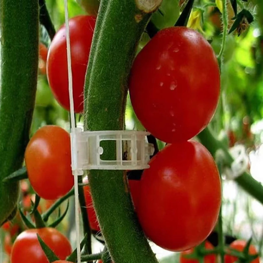 150/50Pcs Plastic Plant Support Clips Reusable Plant Vine Protection Grafting Fixing Tool for Vegetable Tomato Garden Supplies